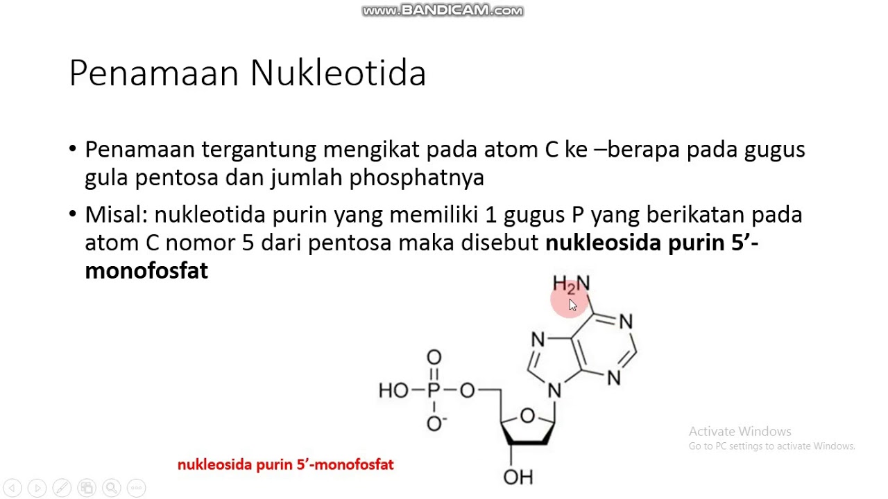 Tata Nama Nukleotida