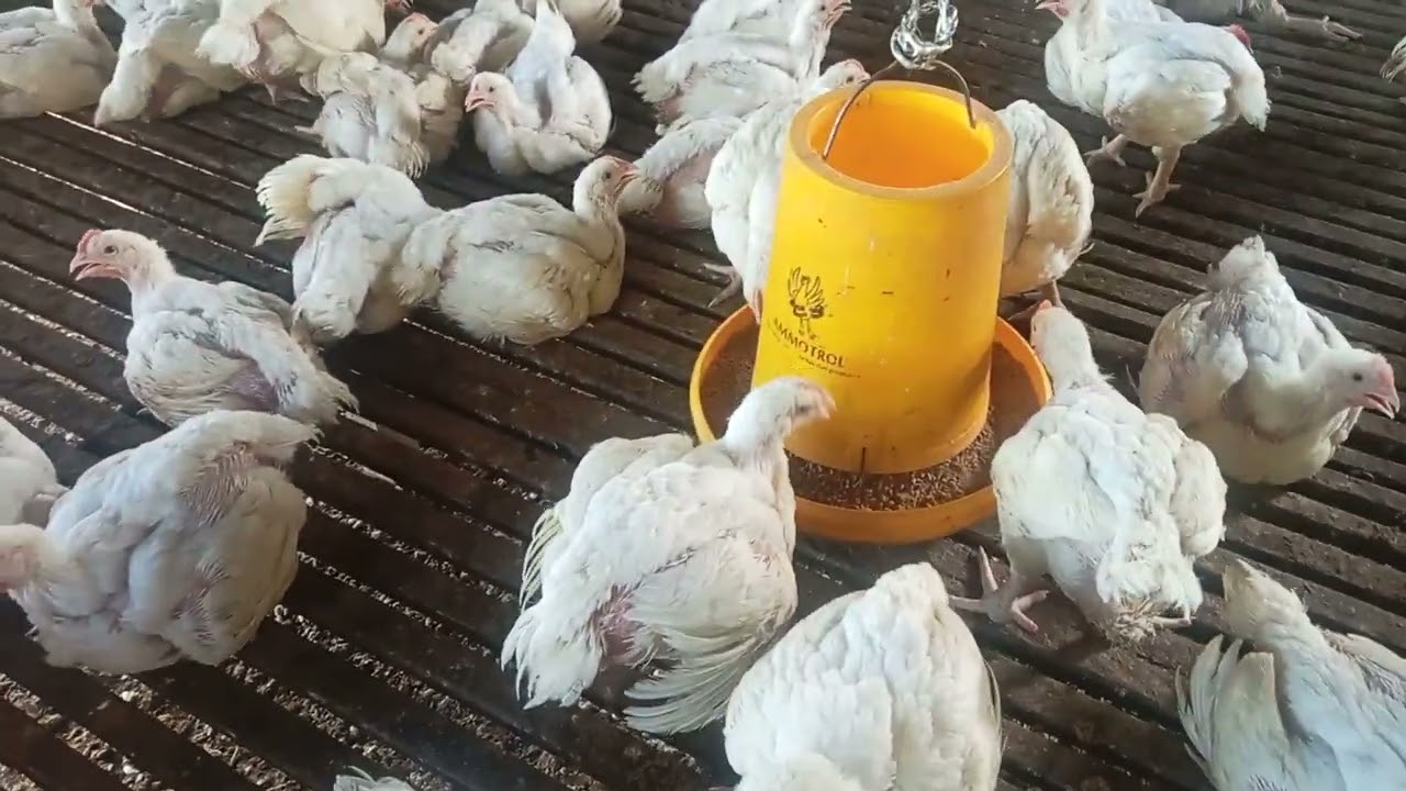 Timbang ayam broiler di umur 30 hari perkiraan bobot rata2  ( 1,7 )