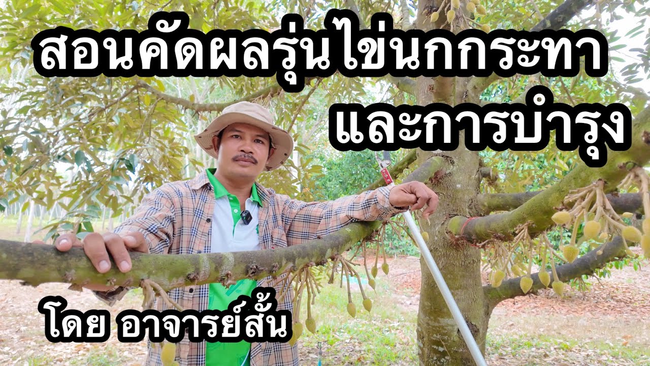 สอนคัดเลือกผลรุ่นไข่นกกระทา เหตุผลต่างๆและการดูแลบำรุง | อาจารย์สั้น