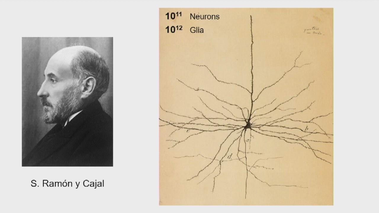 V Jornadas neurocientíficas y educativas 2024. Álvaro Pascual-Leone.