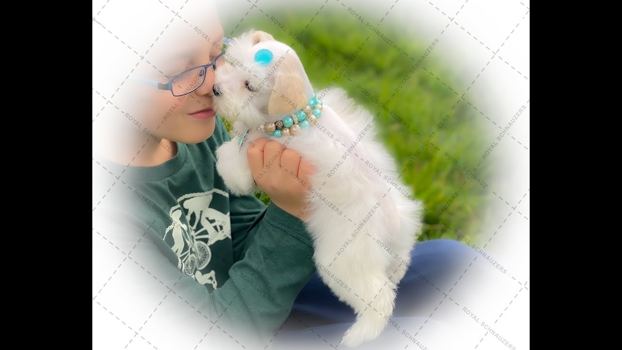 Royal Schnauzers Tiny Female Double Blue Eyed Miniature Schnauzer Puppy
