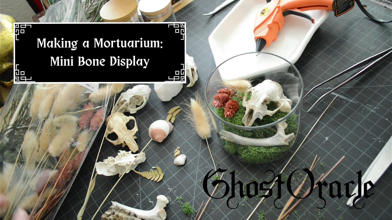Making A Mortuarium: Mini Bone Display - Prairie Dog Skull Nature Crafts