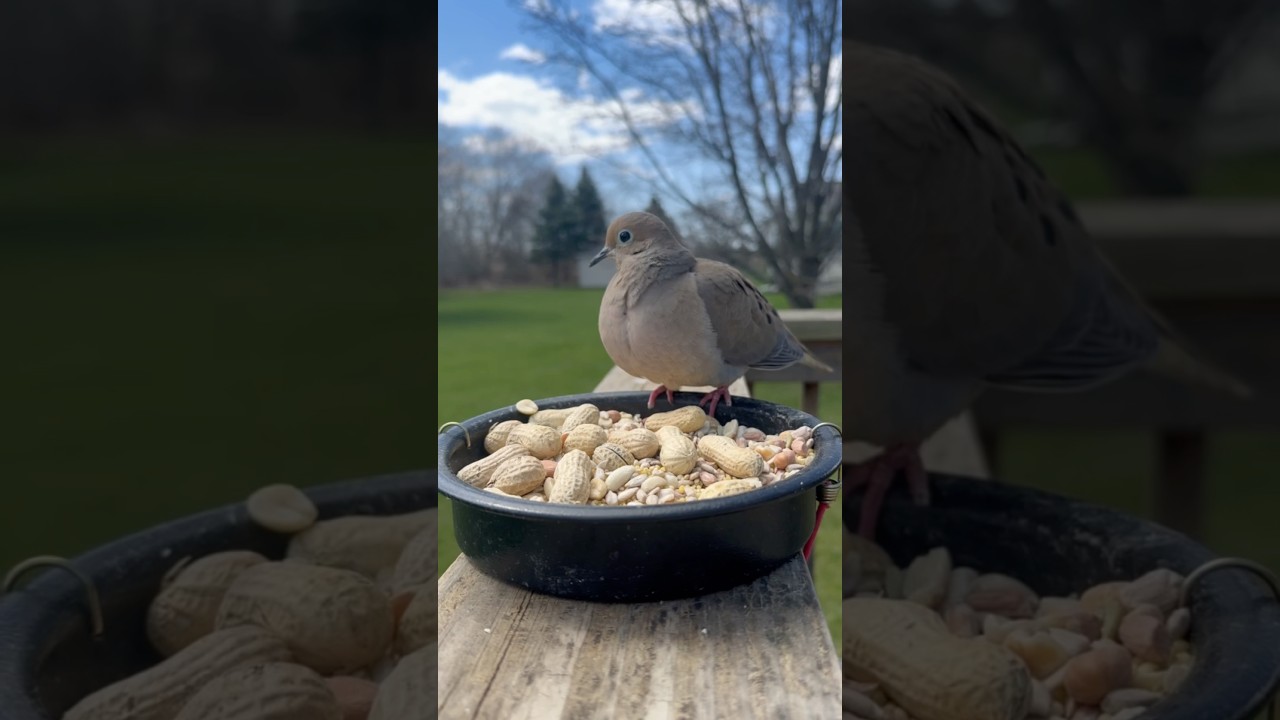 What&rsquo;s your dream bird to see at a feeder? #birds #birdwatch #birdswatching