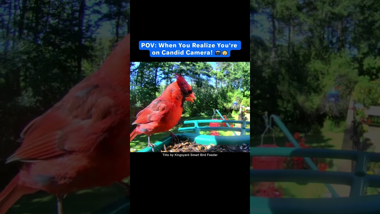 POV: When You Realize You're on Candid Camera!📷😲 #Titto #SmartBirdFeeder #Birds