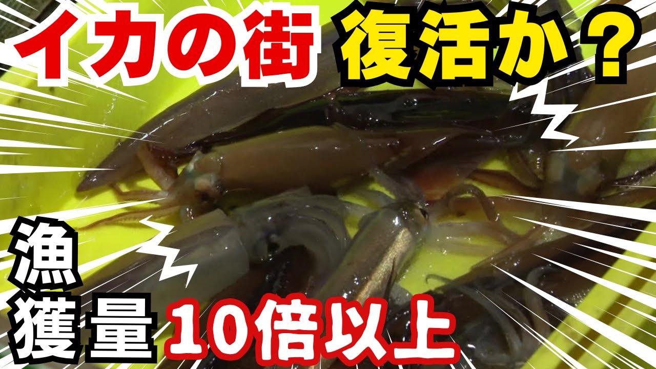 【イカの街復活】歴史的不漁から一転し函館でスルメイカが豊漁…前年同月比10倍以上の水揚げで価格は3分の1に…一方で“暖かい海域で生息する見慣れぬ魚「スギ」が店頭に そのワケとは？