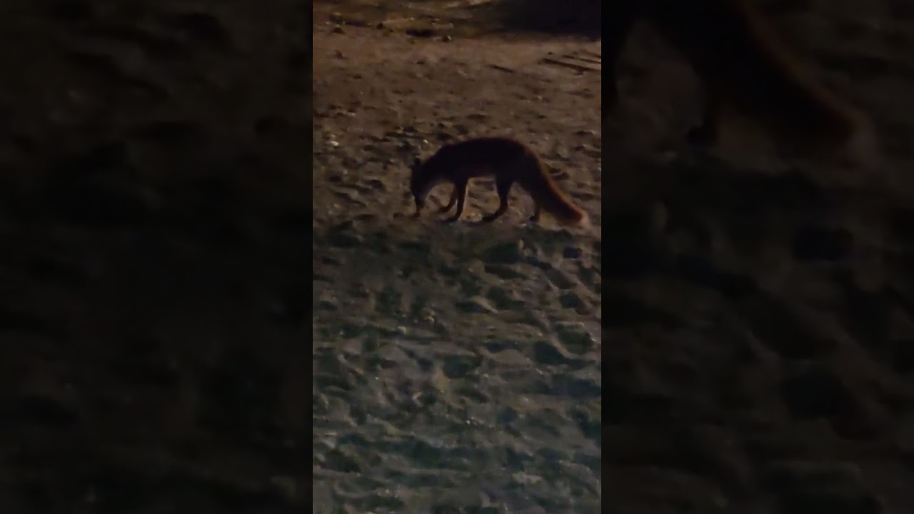 Foxes at Piso Krioneri Beach