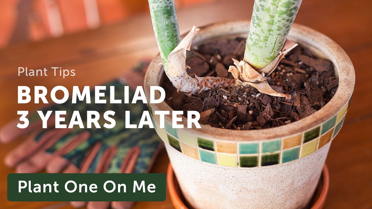 REPOTTING a BROMELIAD After 3 YEARS — Ep. 251