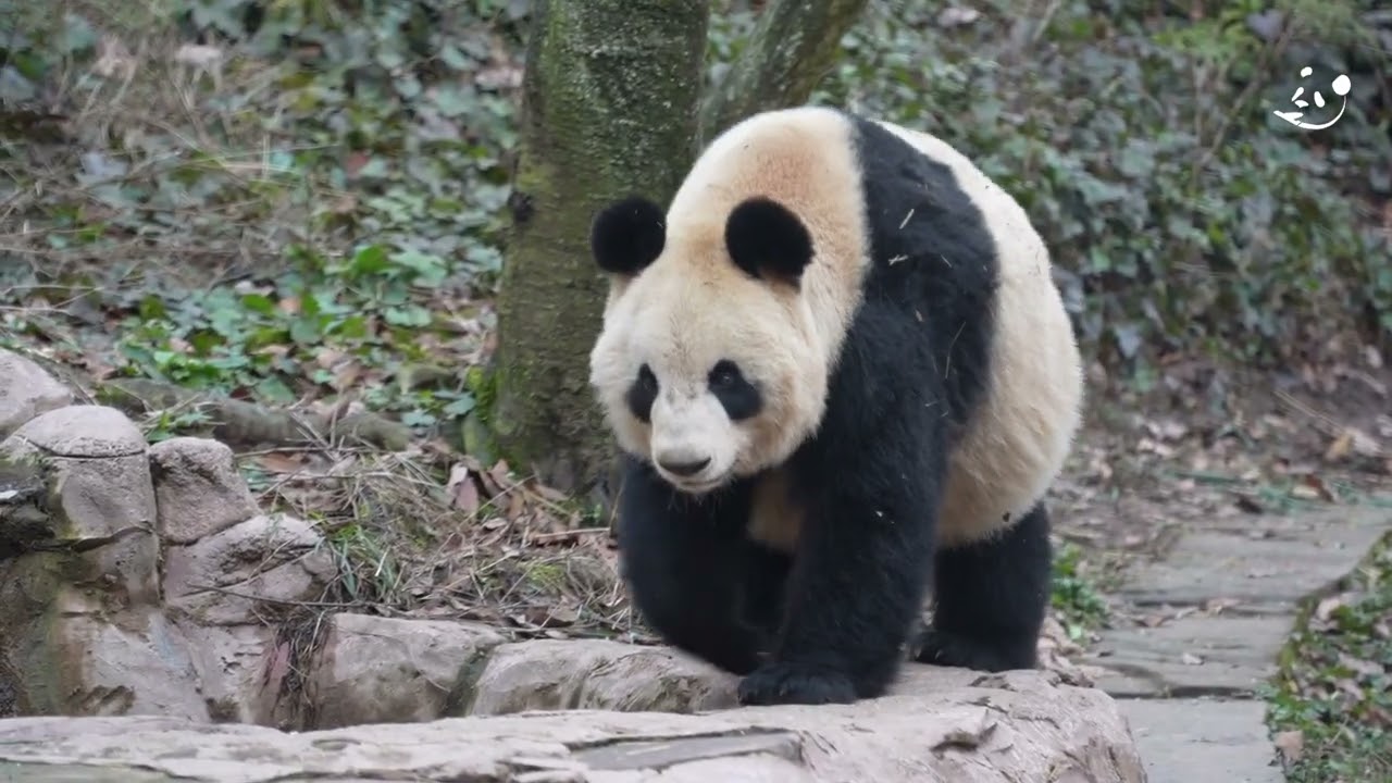 シンシンはまた道路で行き倒れですやすやお休み中🐼✨、