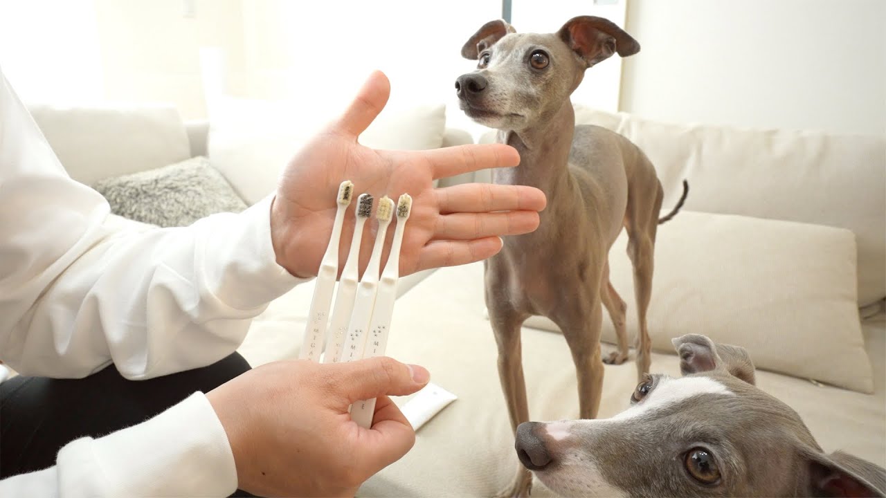 愛犬と新作ハブラシを試したらマジで異次元すぎたwww【ミガケンデ全種類】