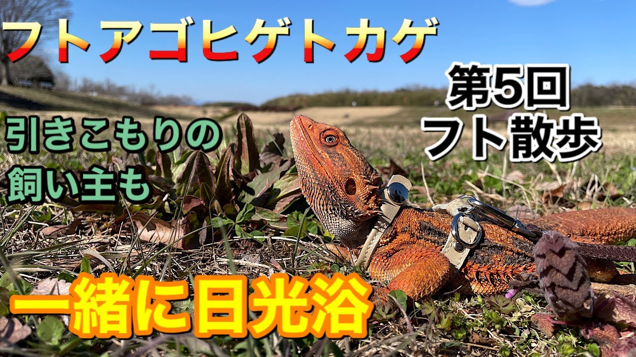 フトアゴヒゲトカゲ　第５回フト散歩　人間もフトアゴもたまには本物の太陽が必要
