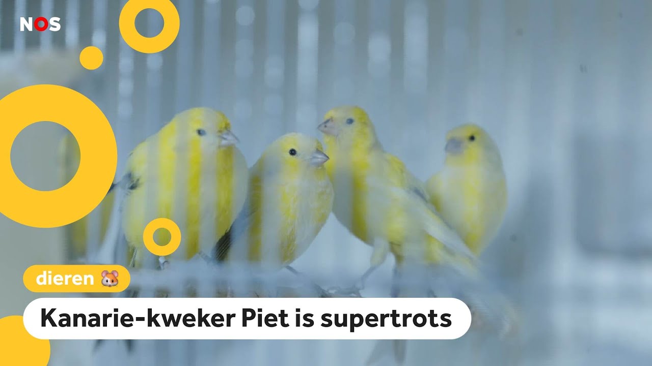 Deze uitgestorven kanariesoort is weer tot leven gewekt