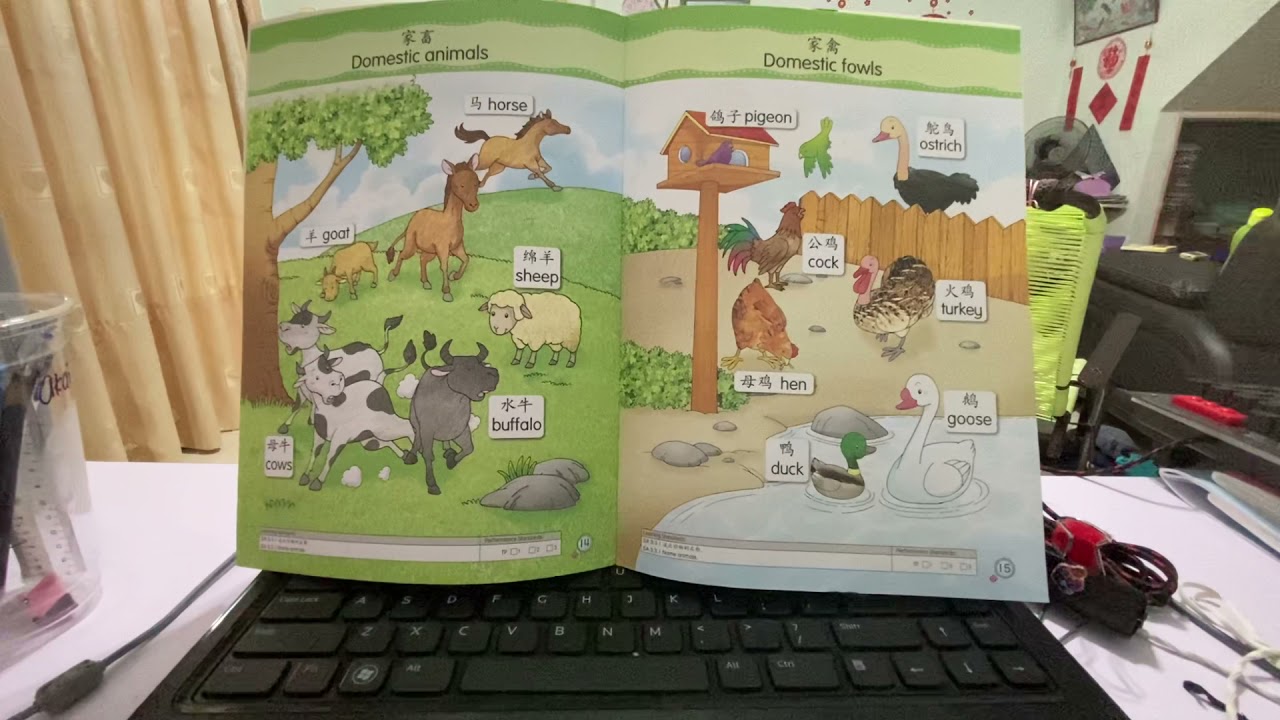 6岁科学（家禽，家畜）