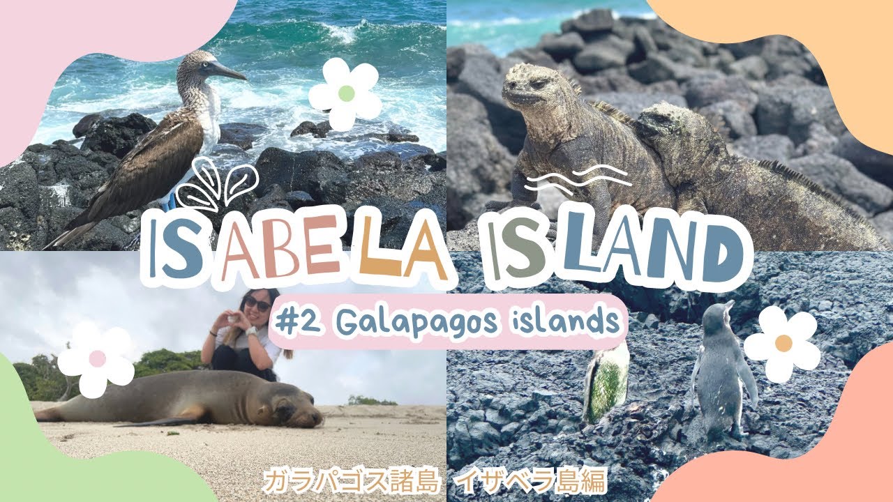 【ガラパゴス諸島•イザベラ島編】島移動の詳細。無料スポット固有種動物どこで会える？