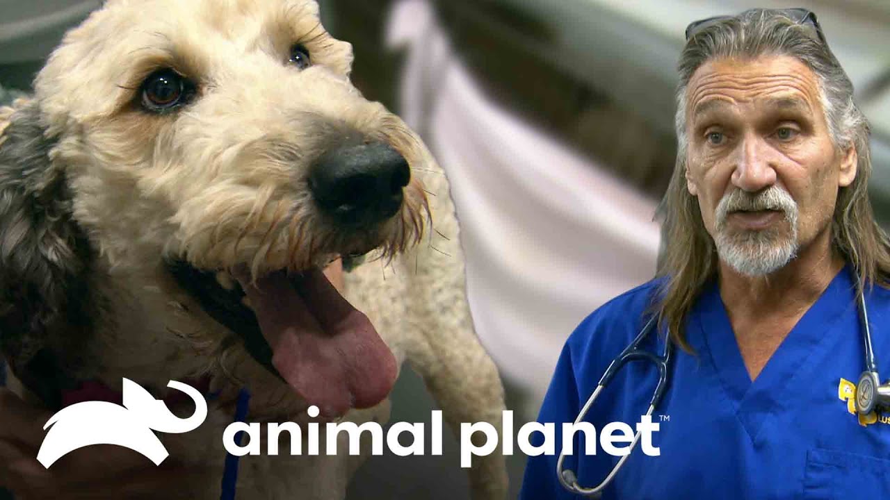 Dr. Jeff extrae glóbulos pulmonares de una cachorra  | Dr. Jeff, Veterinario | Animal Planet