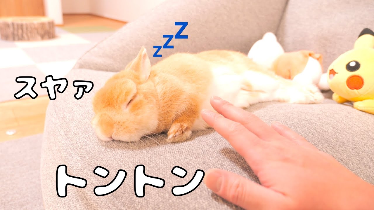指でトントンしてたらそのままゴロンして眠ってしまったウサギがこちら【No.1327】
