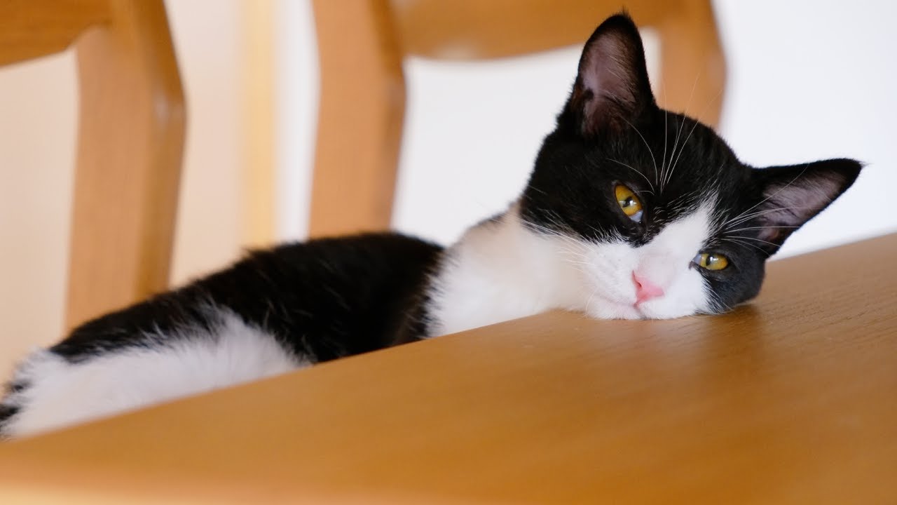 食後のお昼寝タイムを満喫する子猫たちがかわいい