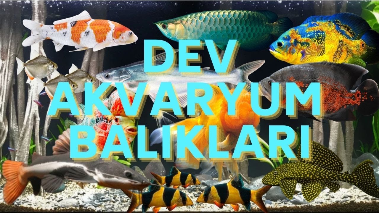 🔥📏 Akvaryumda Devasa Balıklar: Hangi Türler ve Ne Kadar Büyür? 🚀🐠