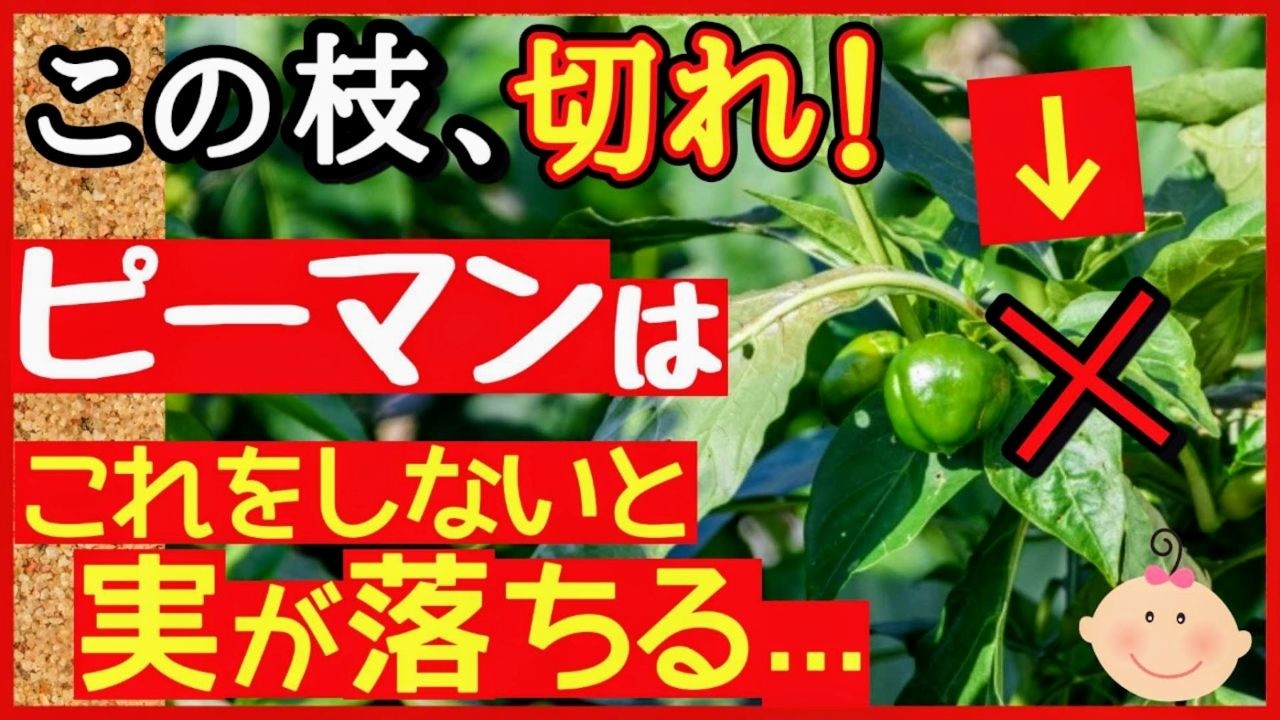 成功する人は必ずやっている！ピーマン栽培の重要作業・剪定と追肥♪収穫量が何倍にもなる最強の育て方～初心者向け家庭菜園～