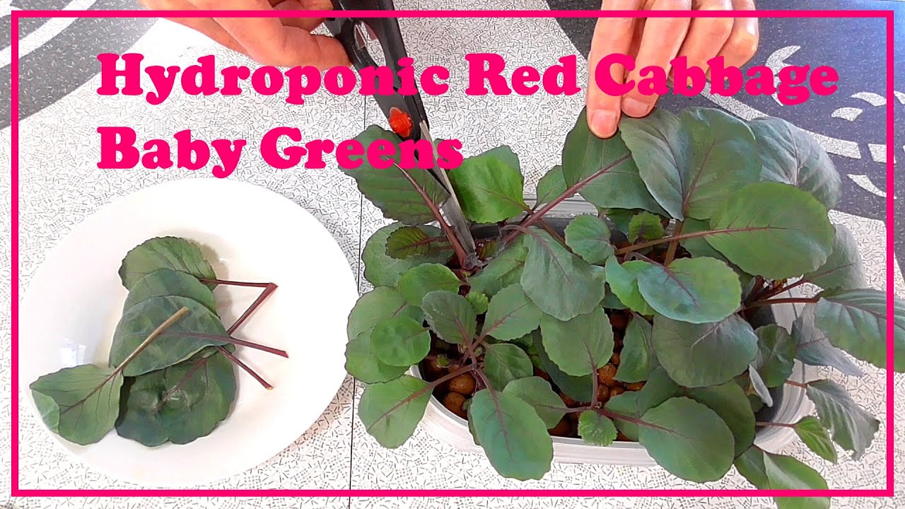 Hydroponic Red Cabbage Baby Greens Experiment And First Harvest