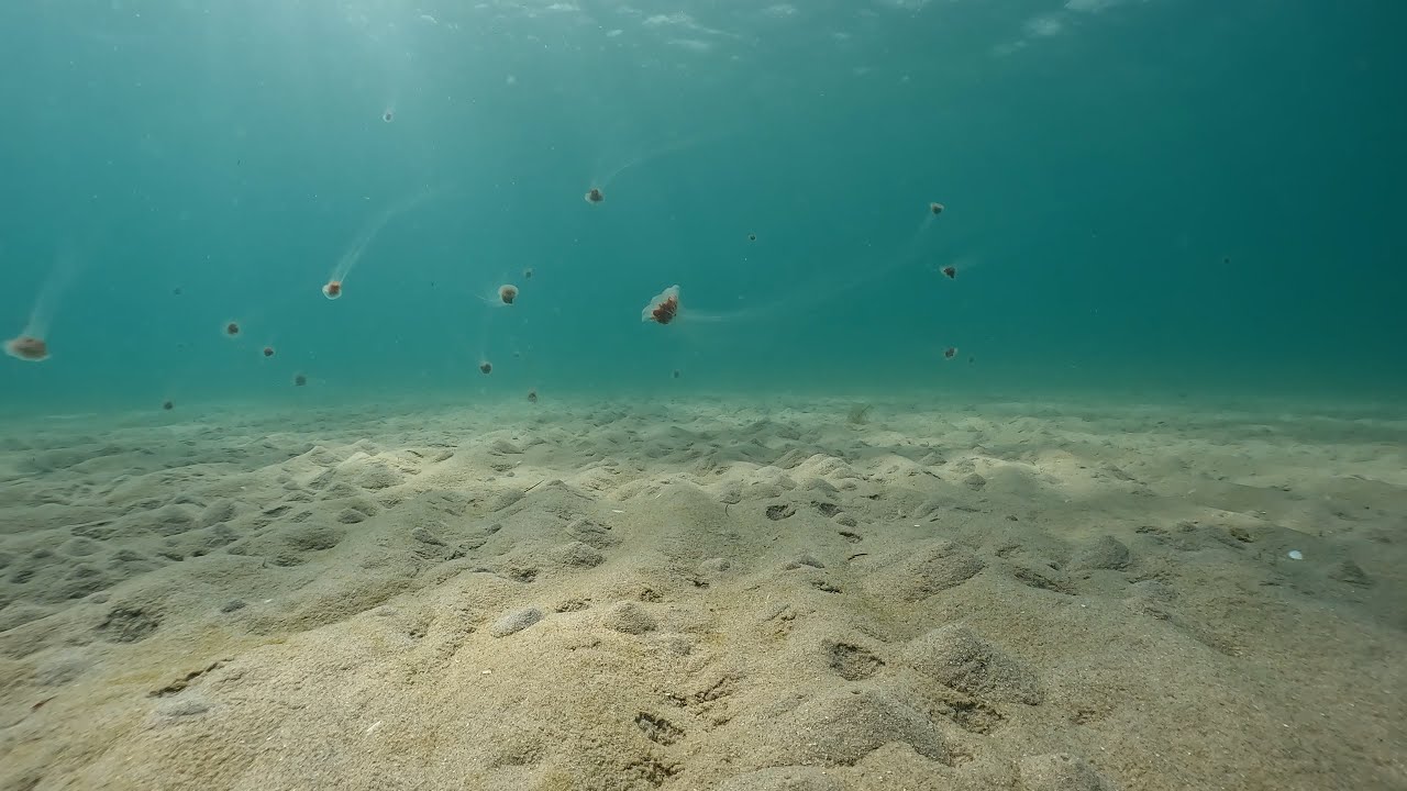 Red Jellyfish are coming at you, thick and fast.
