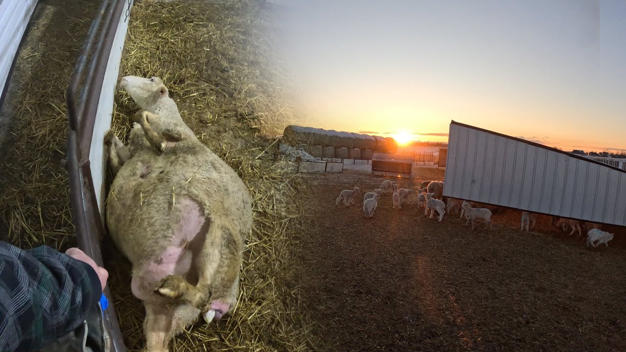 Lost a Lamb at Birth | Orphan Lamb Challenges