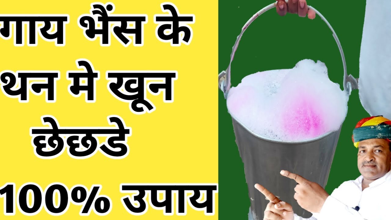 गाय भैंस के दूध में -खून आना-छेछडे आना-यह उपाय करें| dudh kaise badaye|farming guru ji