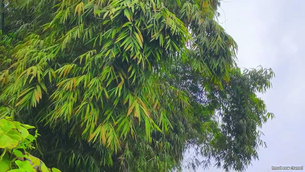 Vam kim lawv ua caub fab khiav lo rau pham phais 1975-79