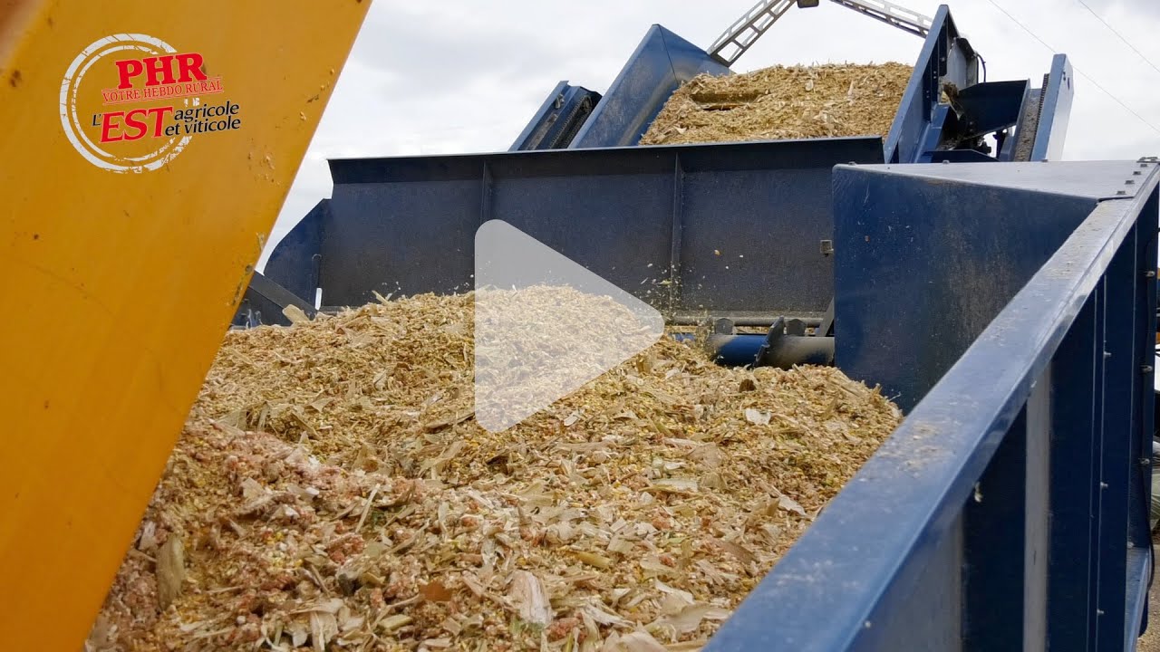 Chantier d’ensilage de maïs épi