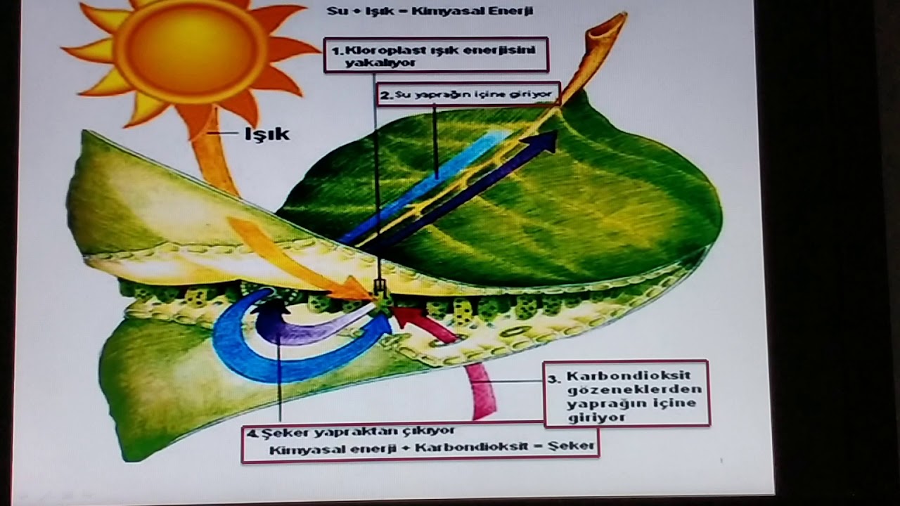 BİTKİLERDE FOTOSENTEZ VE SOLUNUM  (7.&Ouml;DEV)