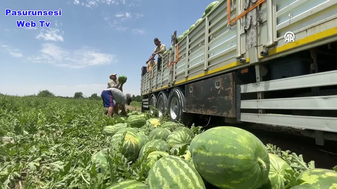 Diyarbakır'da 40 dereceyi aşan sıcaklık altında karpuz hasadı