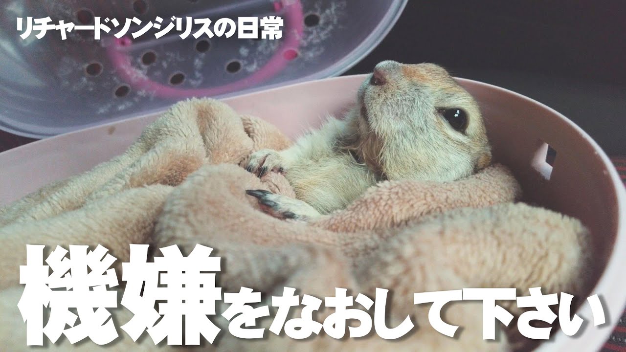 ヘソを曲げたリス【リチャードソンジリス】#106