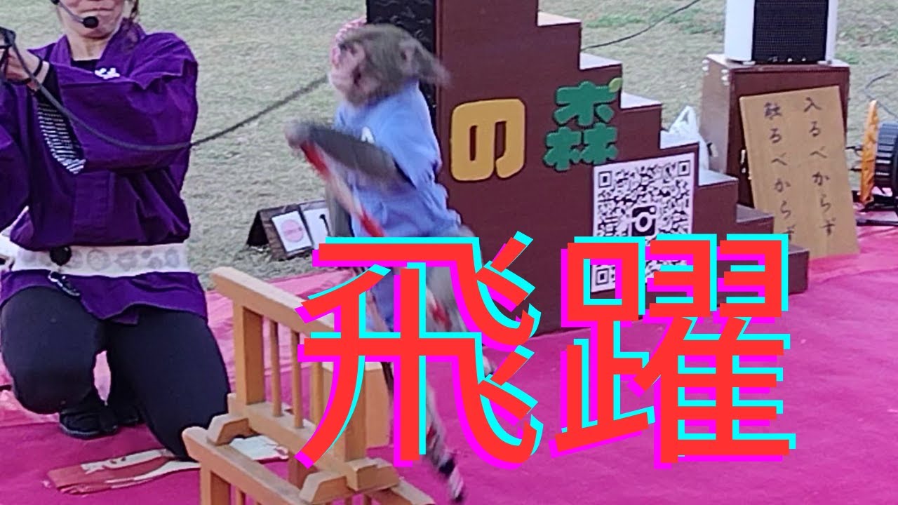 #新年＃猿回し＃絶賛1