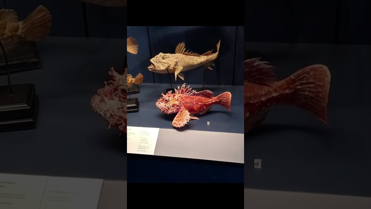 Sea Creatures 