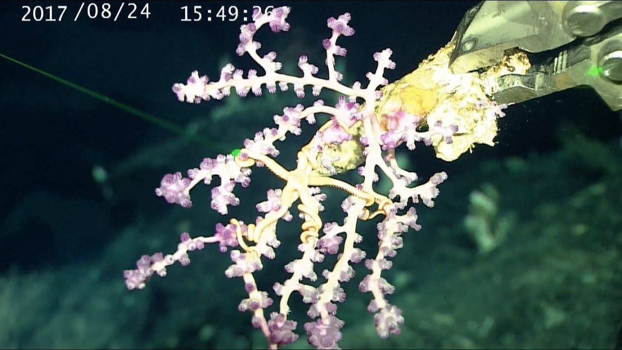 Chinese Research Vessel Ends Month-long Deep Sea Exploration with New Findings