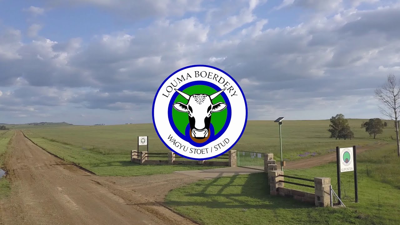 Louma Boerdery - Wagyu Auction Video 03