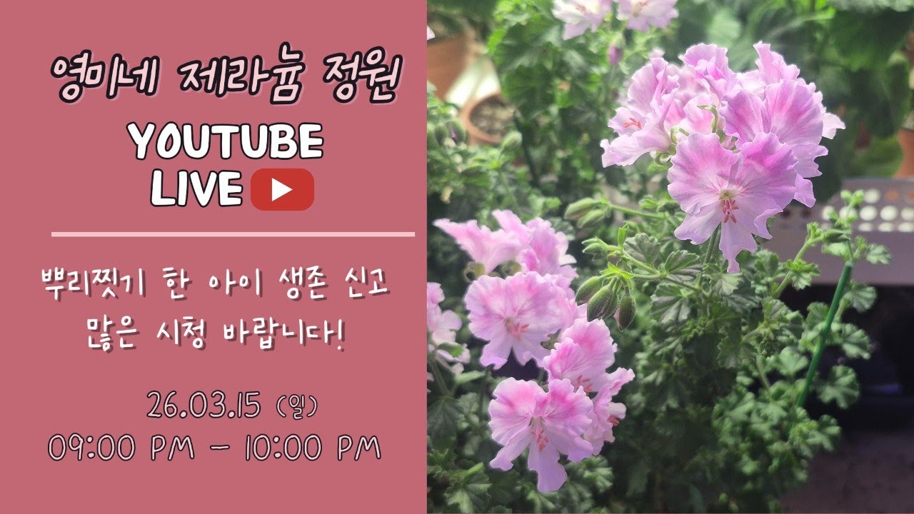26.03.15(일) 영미네 제라늄 정원 라이브