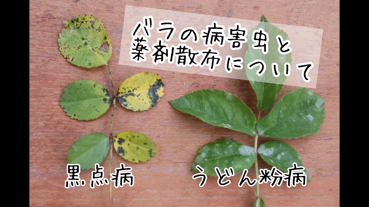 バラの病害虫と薬剤散布について　バラ50年生産農家より