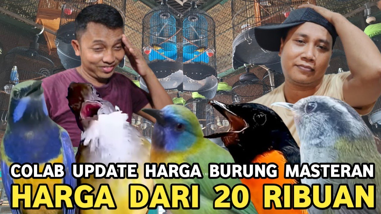 DUA PULUH JENIS BURUNG MASTERAN RECOMMEND UNTUK KICAU MANIA HARGA DARI 20 RUBUAN