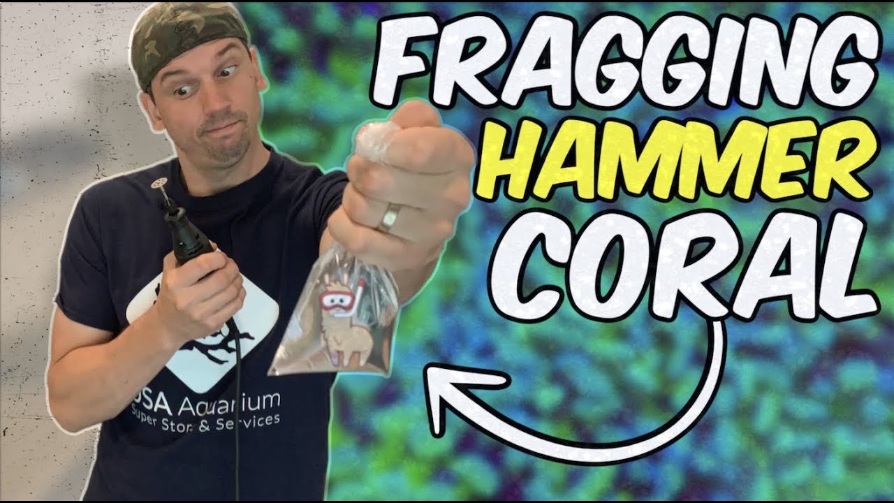 Fragging Hammer Coral With a Dremel and Giving Them Away