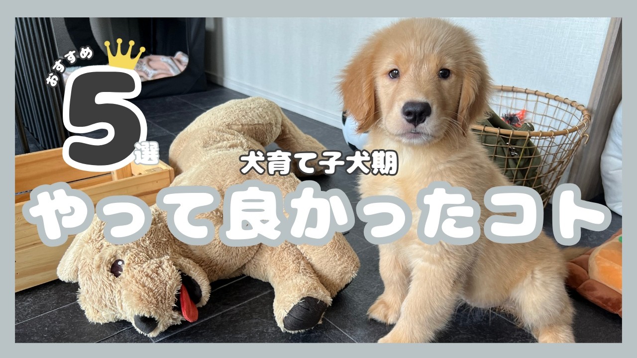 【子犬育て】これはやって良かった！子犬期に本当に役立ったしつけTOP5【ゴールデンレトリバー】【大型犬】