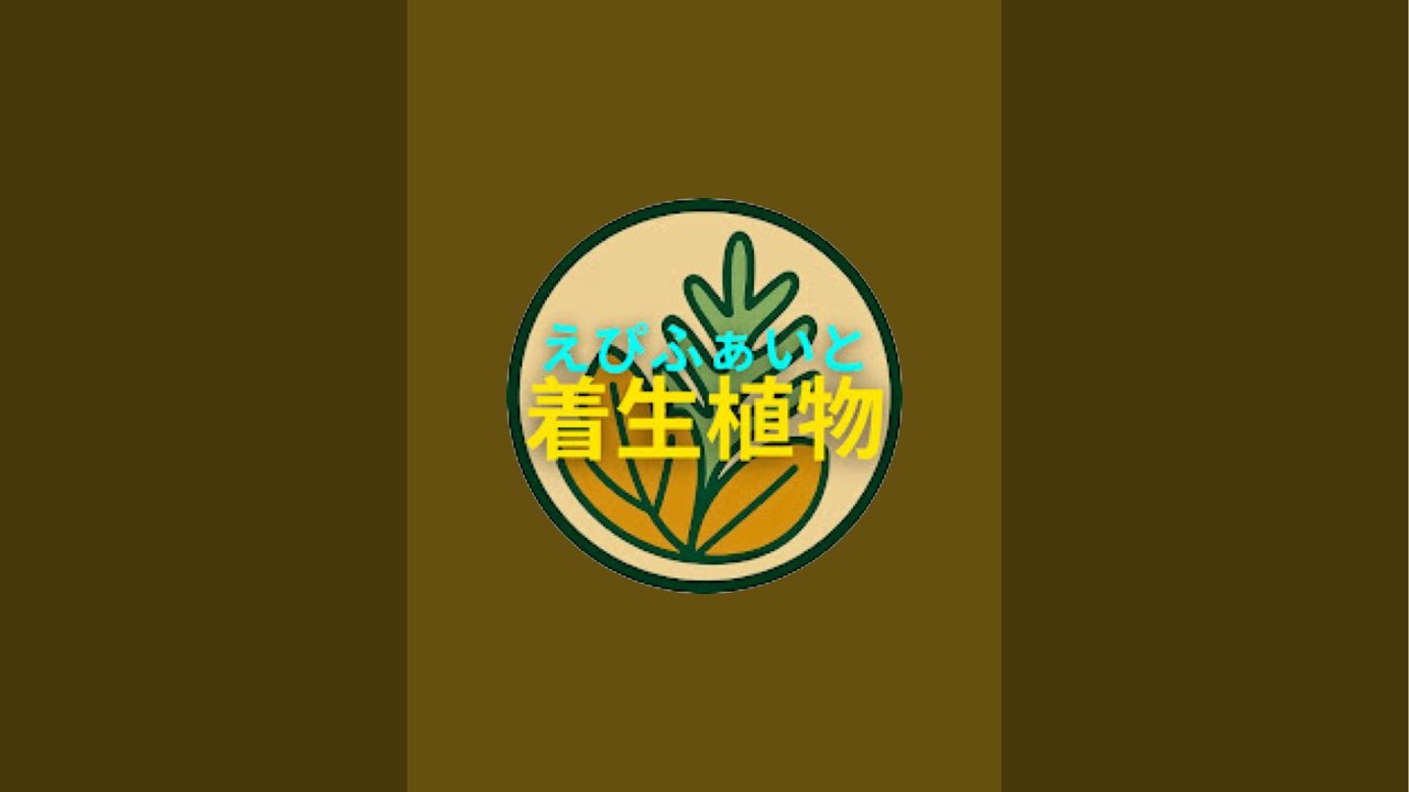 タンクブロメリアの植え替え