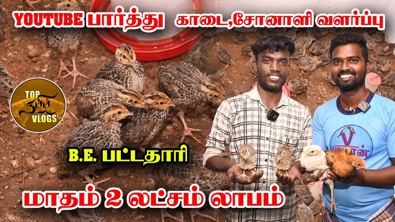 “வீட்டிலிருந்தே காடை–சோனாலி கோழி பண்ணை… மாதம் 2 லட்சம் சம்பாதிக்கலாம்!” #kozhimuttai #கோழிமுட்டை 