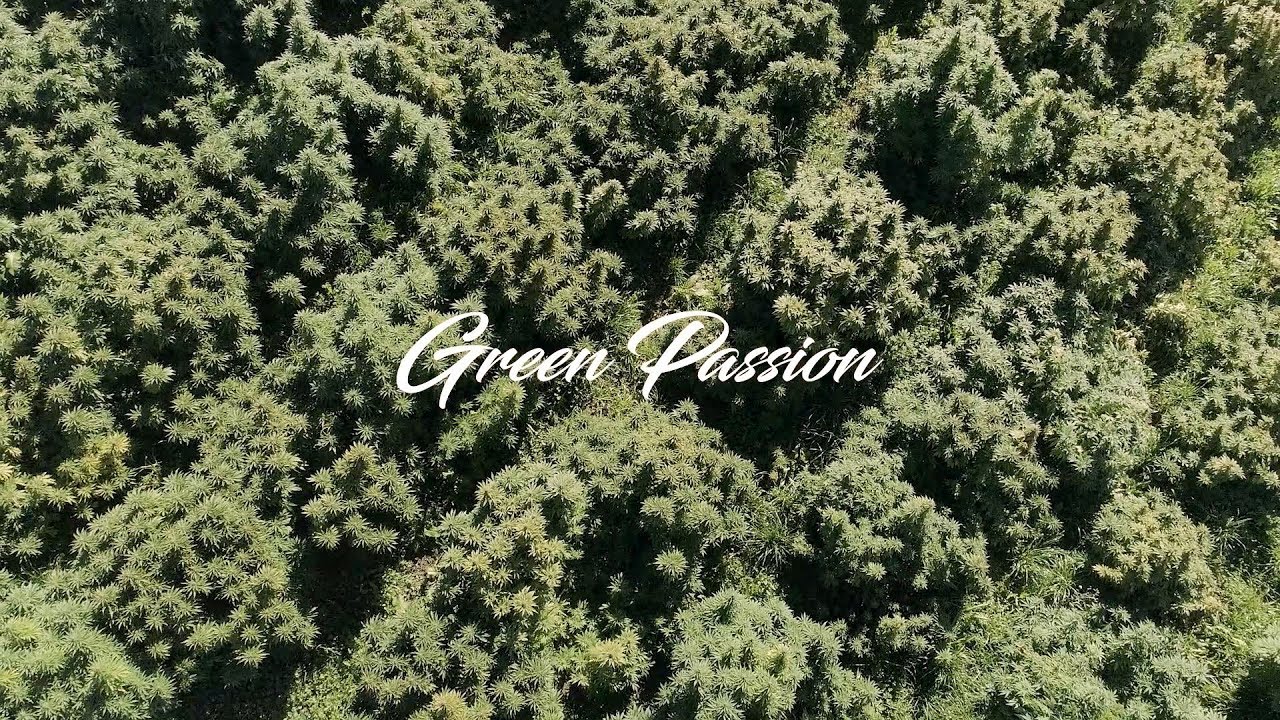 Greenpassion.ch -  CBD Cannabis made in Z&uuml;rich - Switzerland