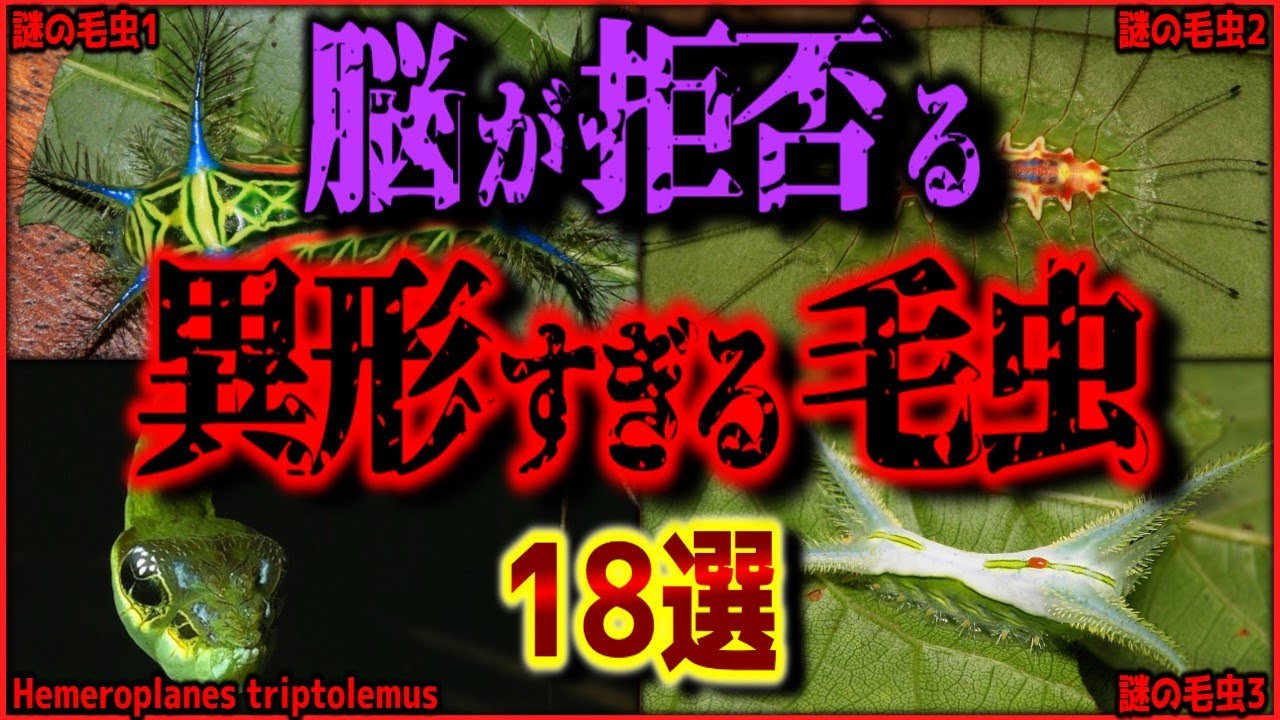 【閲覧注意】想像を絶する姿のヤバい毛虫 18選【新種・未知・not UMA】【ゆっくり解説/作業用BGM/睡眠用/9割が知らない】