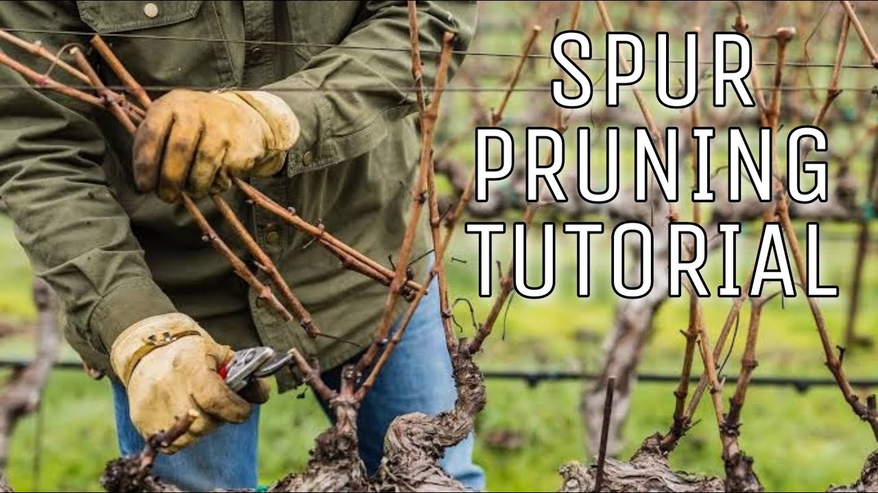 SPUR PRUNING TUTORIAL - Basic Pruning