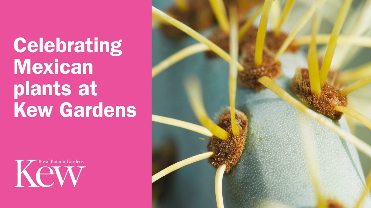 Celebrating Mexican plants at Kew Gardens