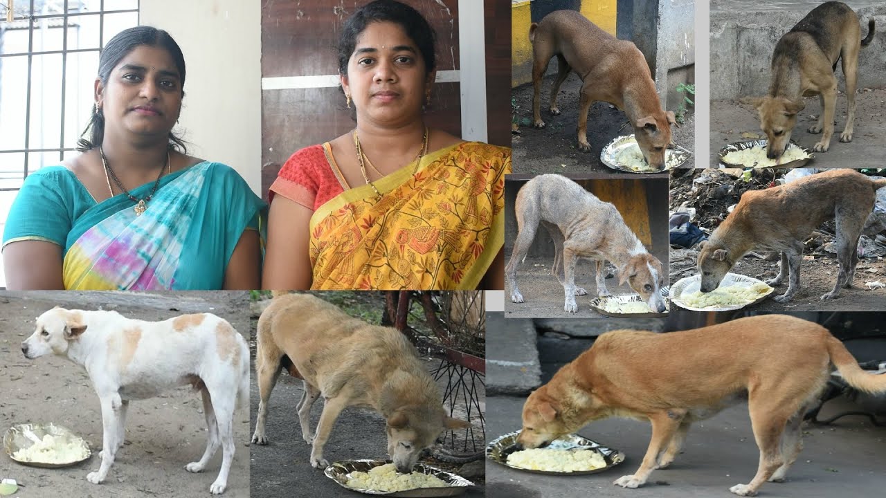 Home made dog food | Feeding street dogs in lock down