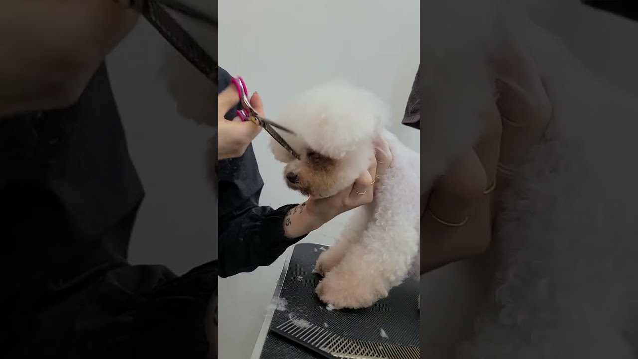비숑 귀툭튀/비숑미용/비숑프리제/비숑가위컷