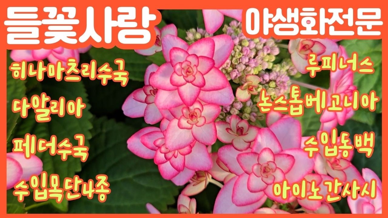 🌸들꽃사랑 3월8일 #히나마츠리수국 #페더수국 #루피너스 #논스톱베고니아 #수입목단4종 #다알리아 #수입동백 #아이노간사시 #버베나 #크리스마스로즈 #클레마티스 #gardening