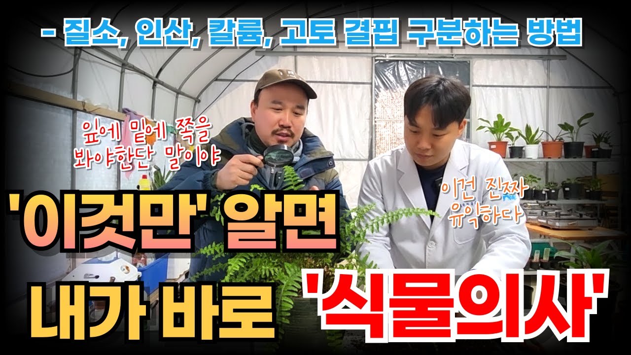 농사 이것만 알아도 비싼 비료, 영양제 살 필요 없습니다 | 질소, 인산, 가리 마그네슘 결핍 | 비료전문가가 알려주는 양분결핍 확인하는 방법 3편